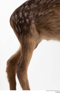 Deer doe leg 0014.jpg